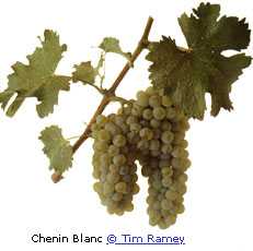 Chenin Blanc grape