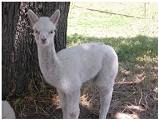 alpaca kria